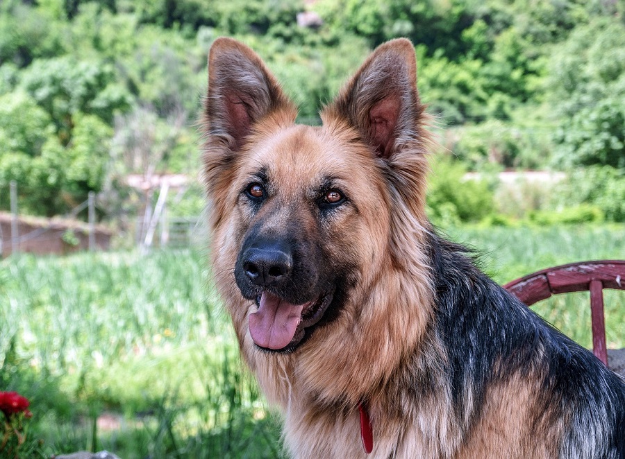 Chien