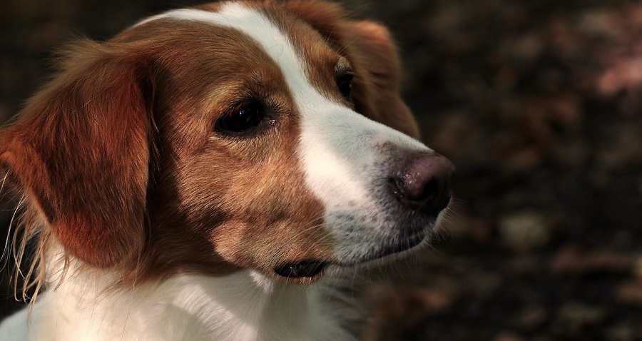 Chien