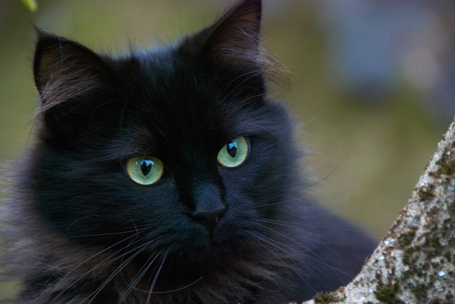 Chat