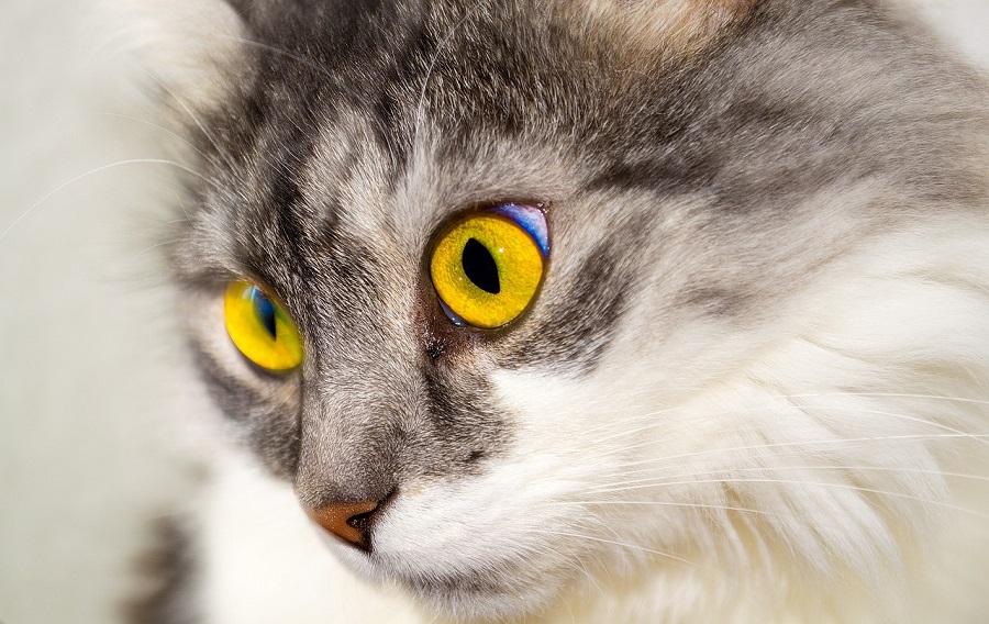 Chat