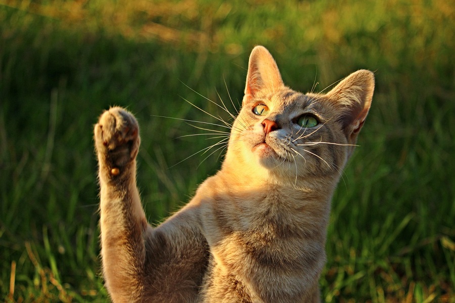 Chat