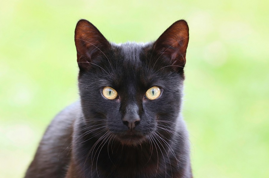 Chat