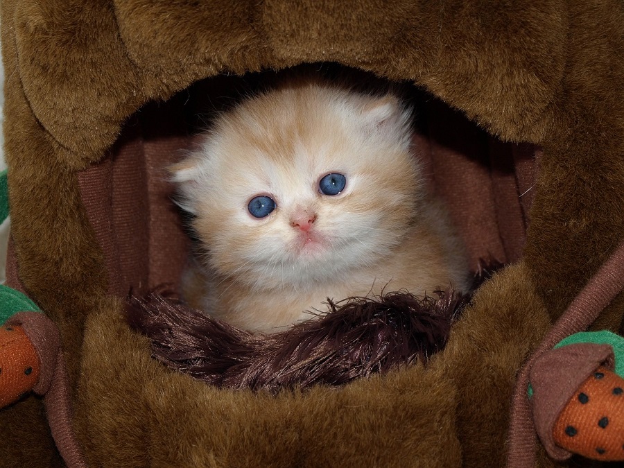 Chat