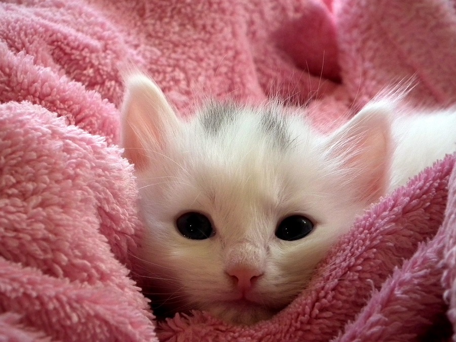 Chat