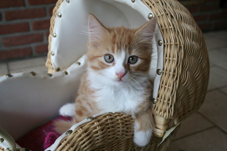 Chat