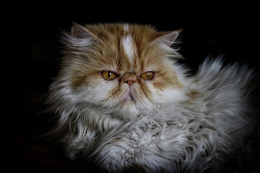 Chat