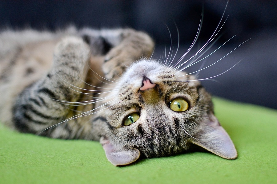 Chat
