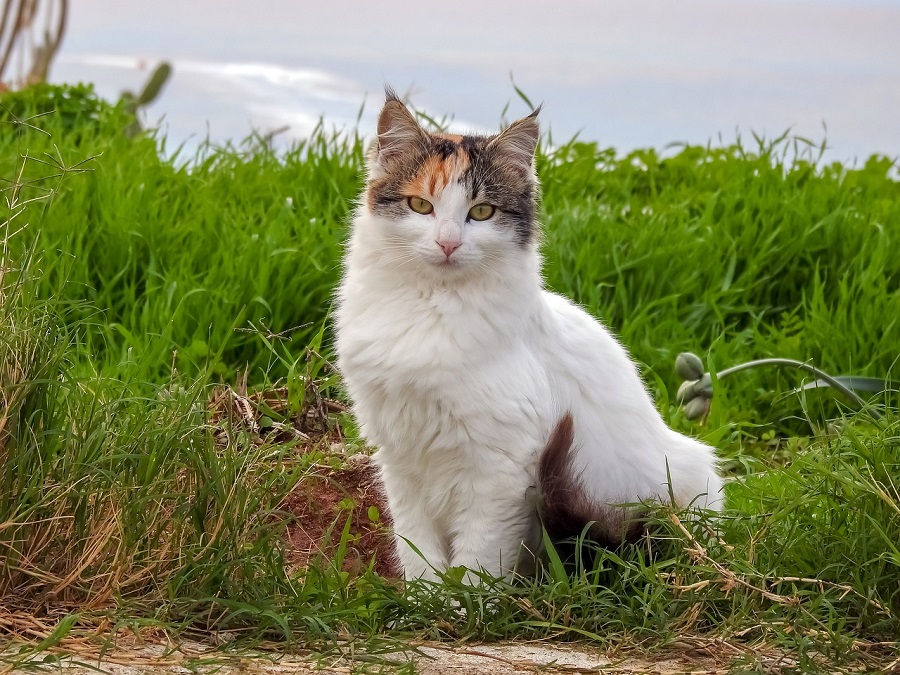 Chat