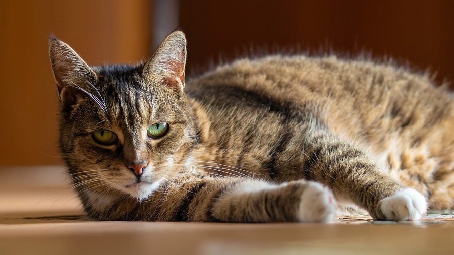 Chat