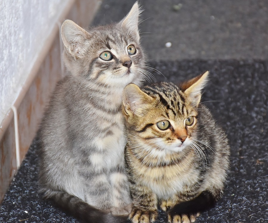 Chat
