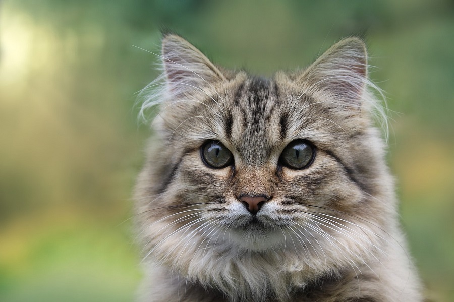 Chat