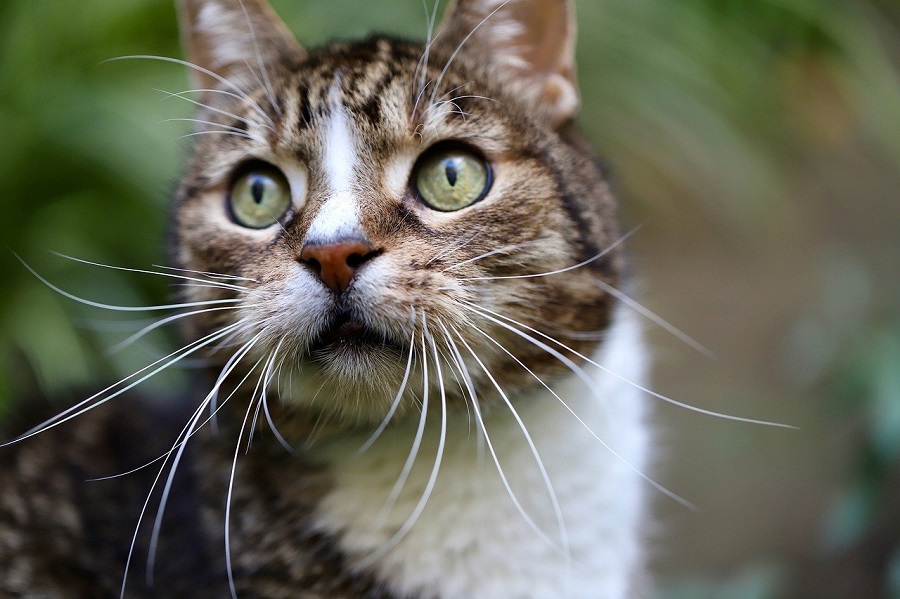 Chat