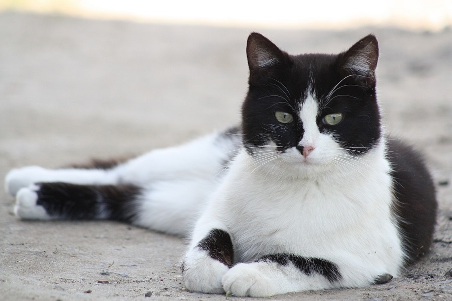 Chat