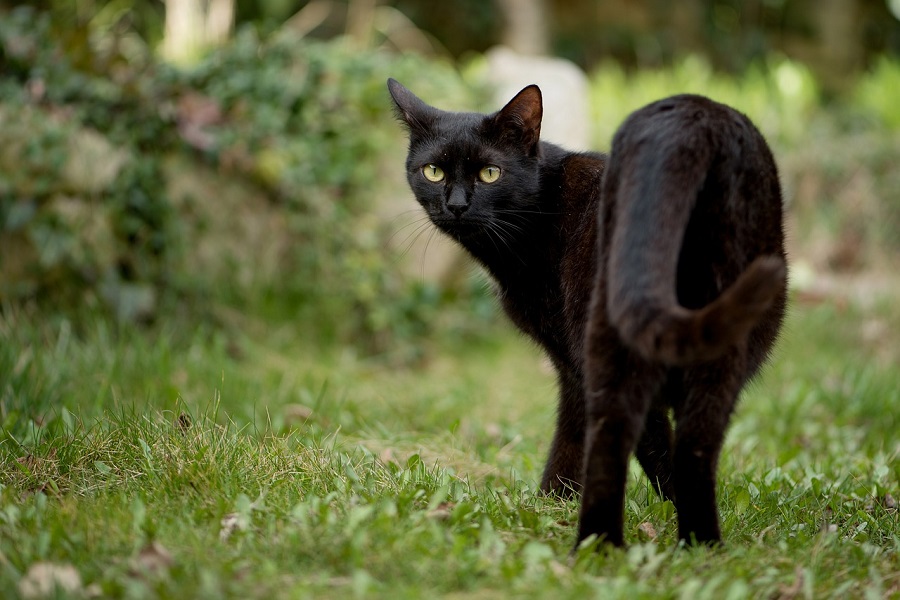 Chat