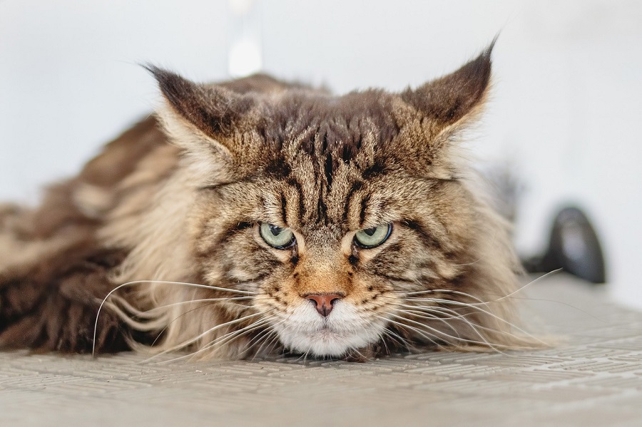 Chat