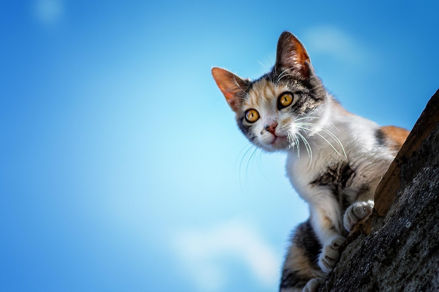 Chat