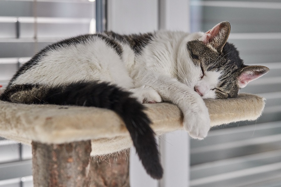Chat