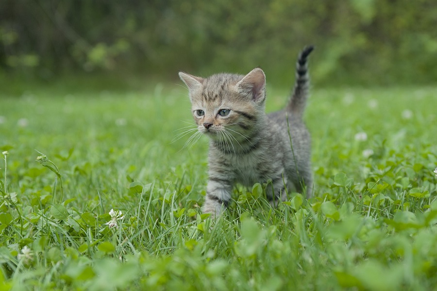 Chat