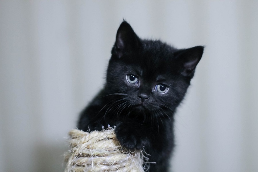 Chat