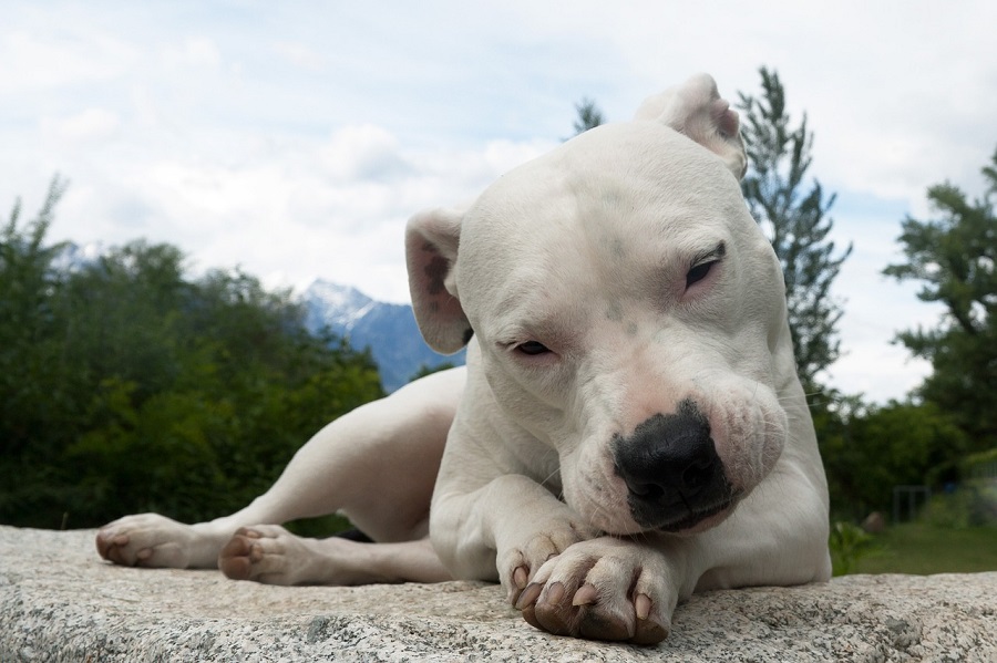 Chien