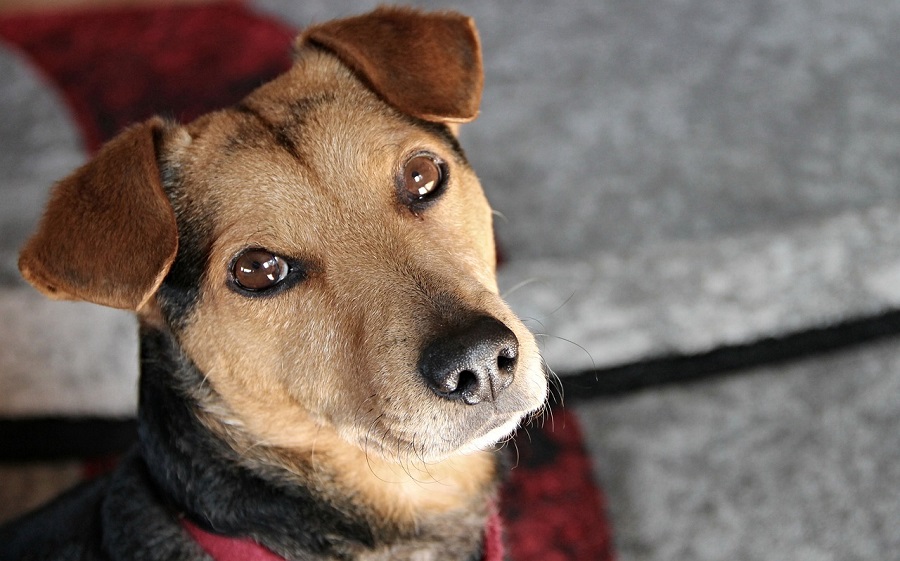 Chien