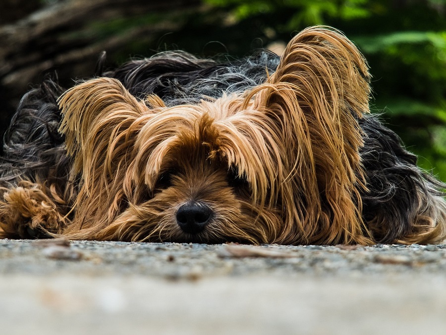 Chien