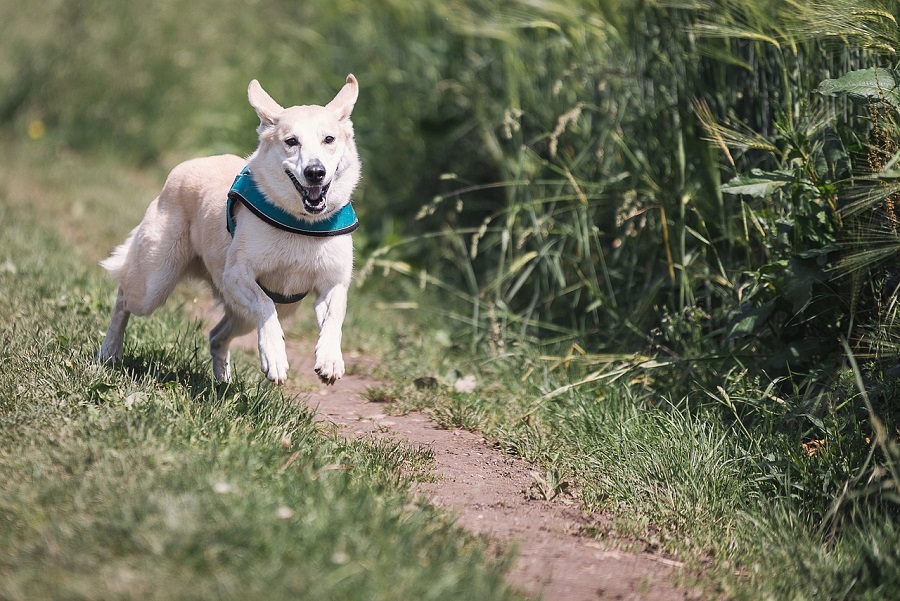 Chien