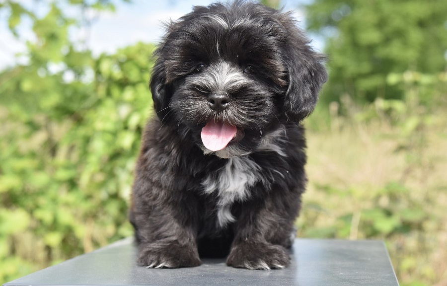 Chien