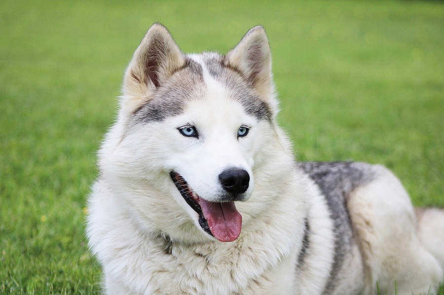 Chien