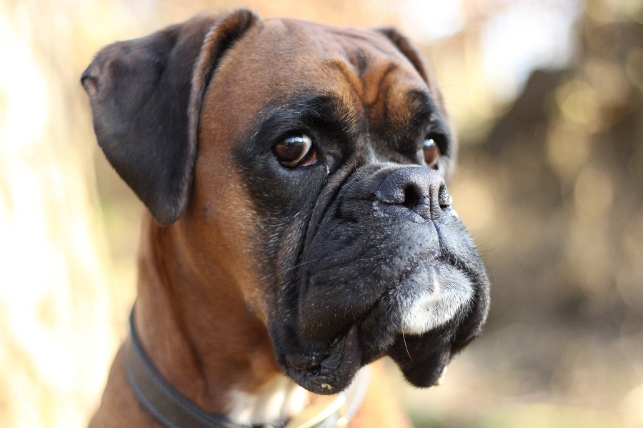 Chien