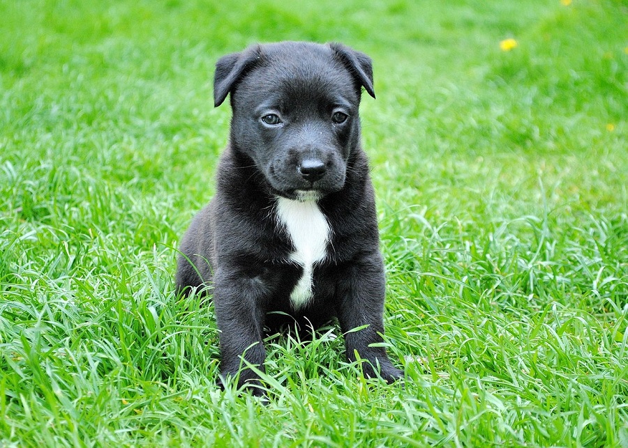 Chien