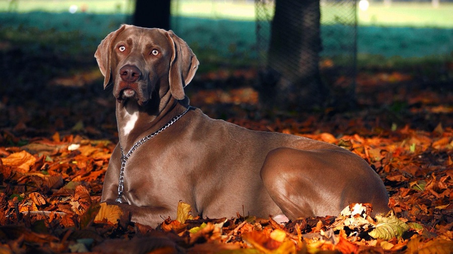Chien