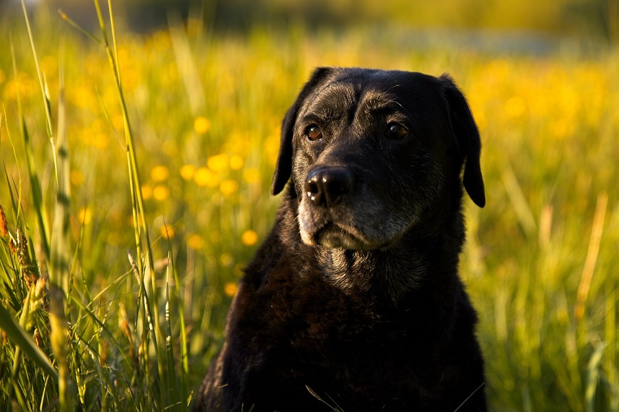 Chien