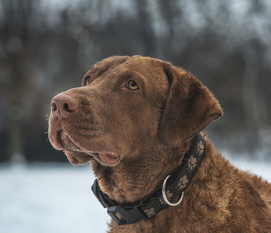 Chien