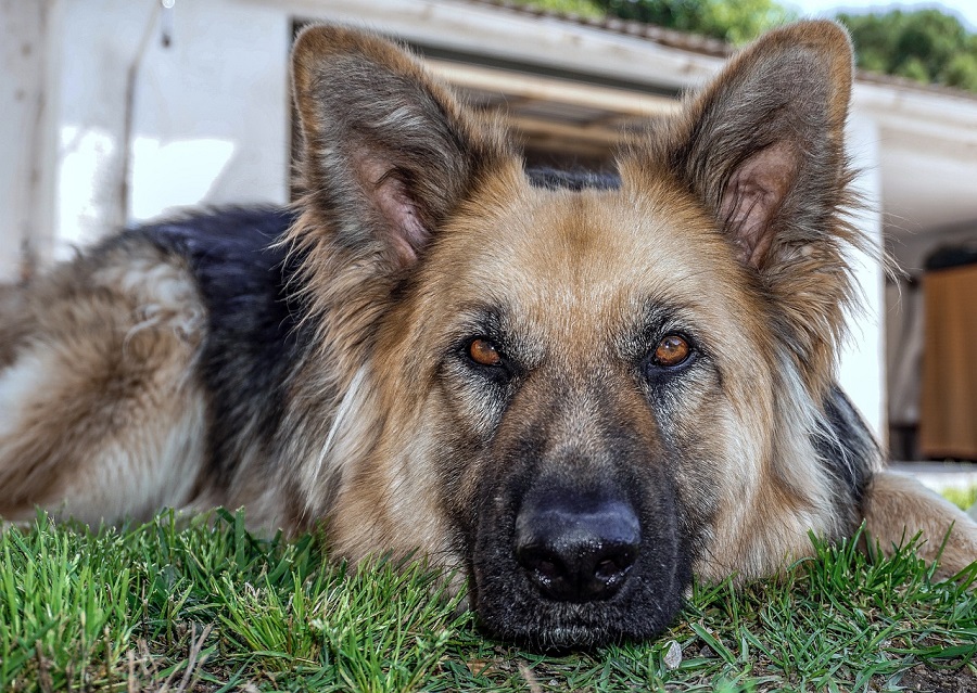 Chien