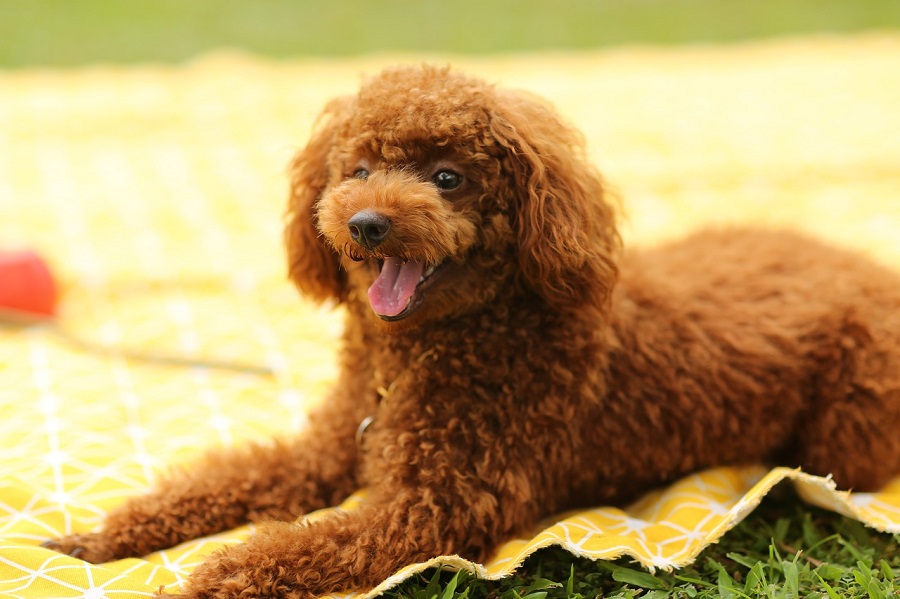 Chien