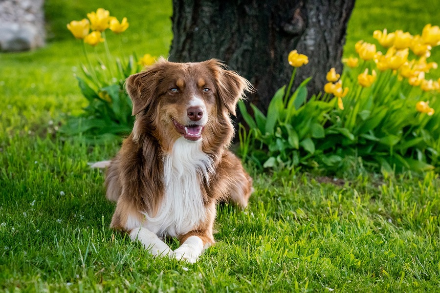 Chien