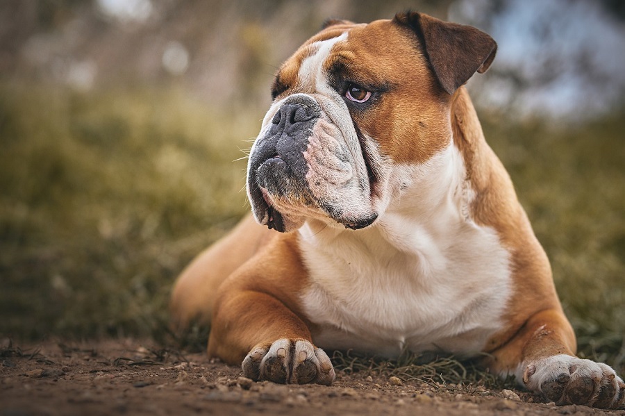 Chien