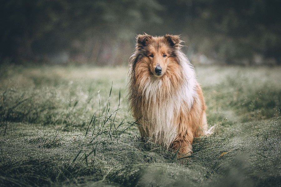 Chien