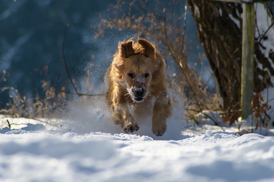 Chien