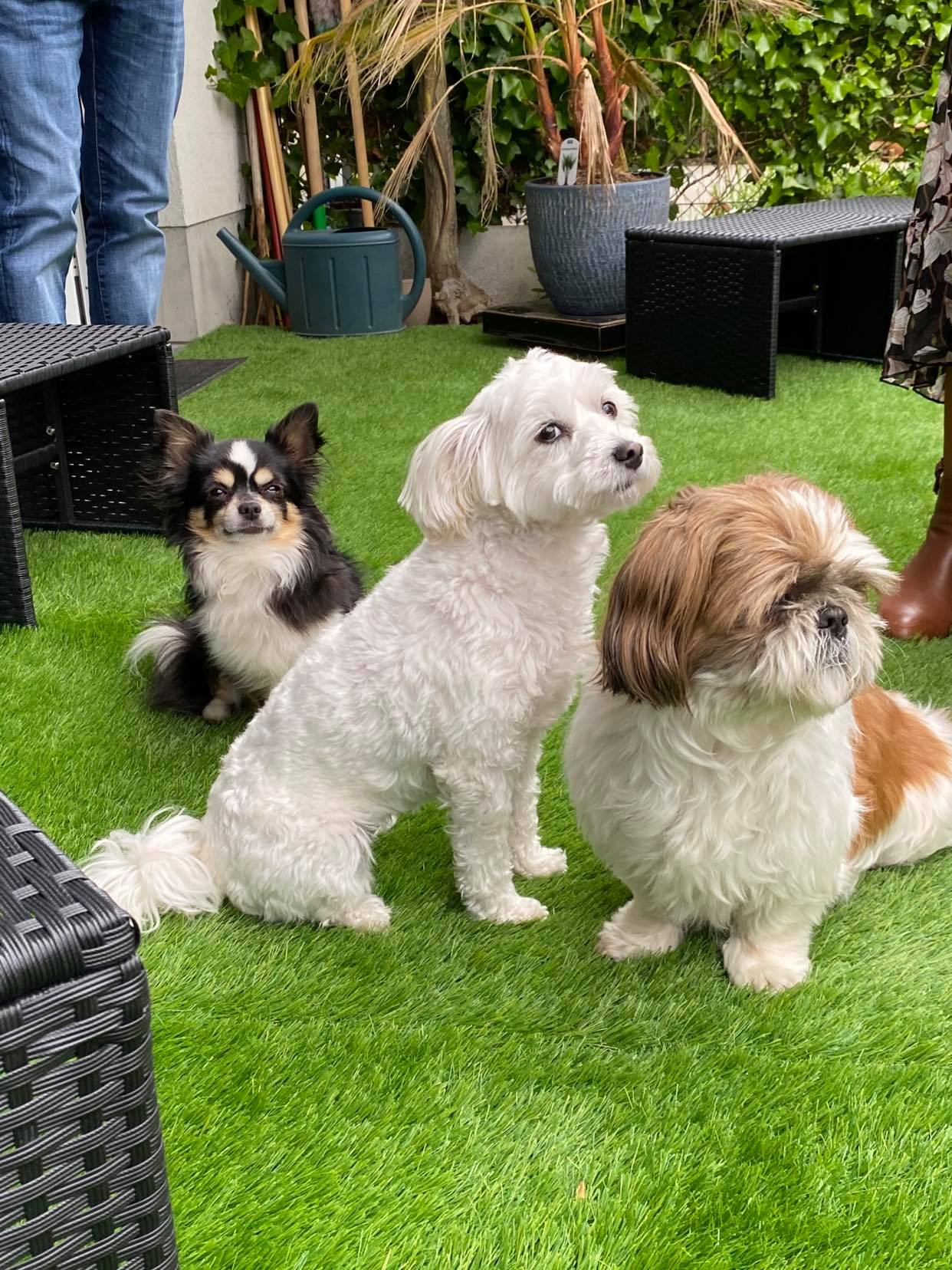 Chiens