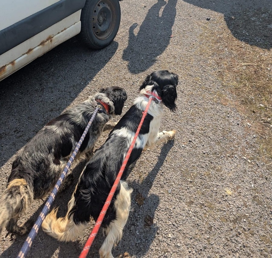 2 chiens de chasse saisis à Vresse-sur-Semois