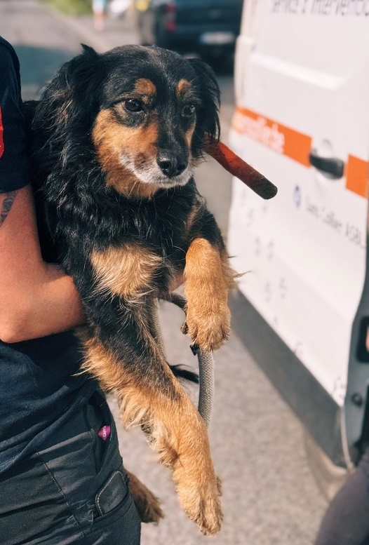 Chien de chasse saisi à Vresse-sur-Semois