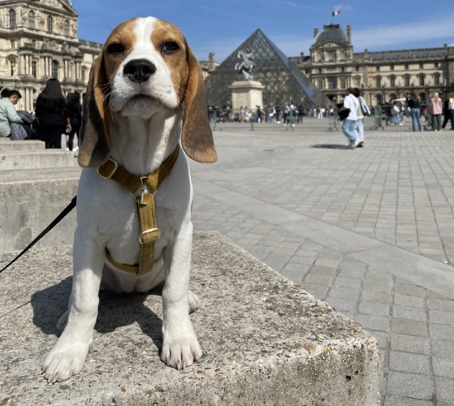 Luna, chien qui est devant la pyramide du Louvres
