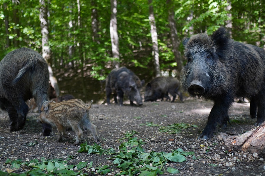 Sangliers et marcassins dans la forêt