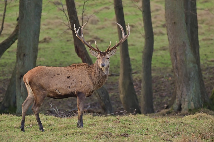 Cerf dans la forêt