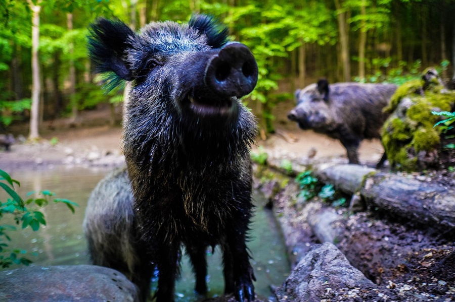 Sangliers dans la forêt