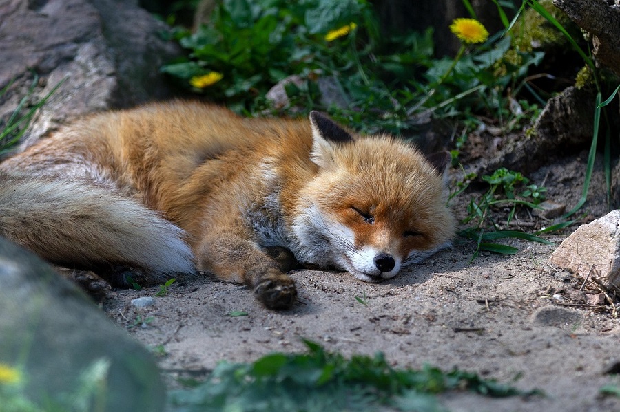 Renard qui dort dans la forêt