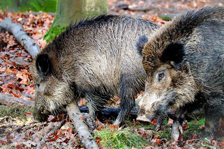2 sangliers dans une forêt