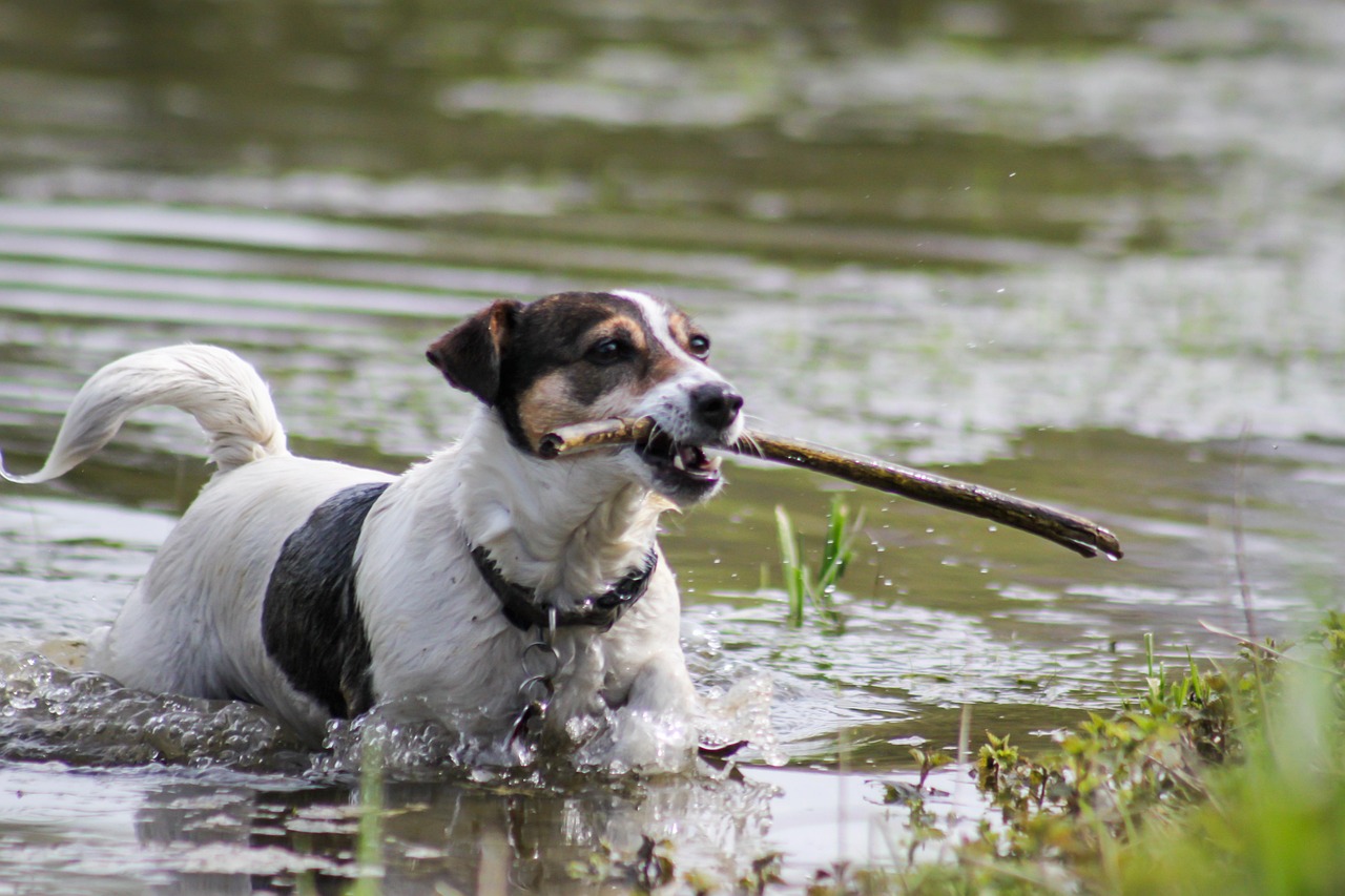 Jack Russell Terrier
